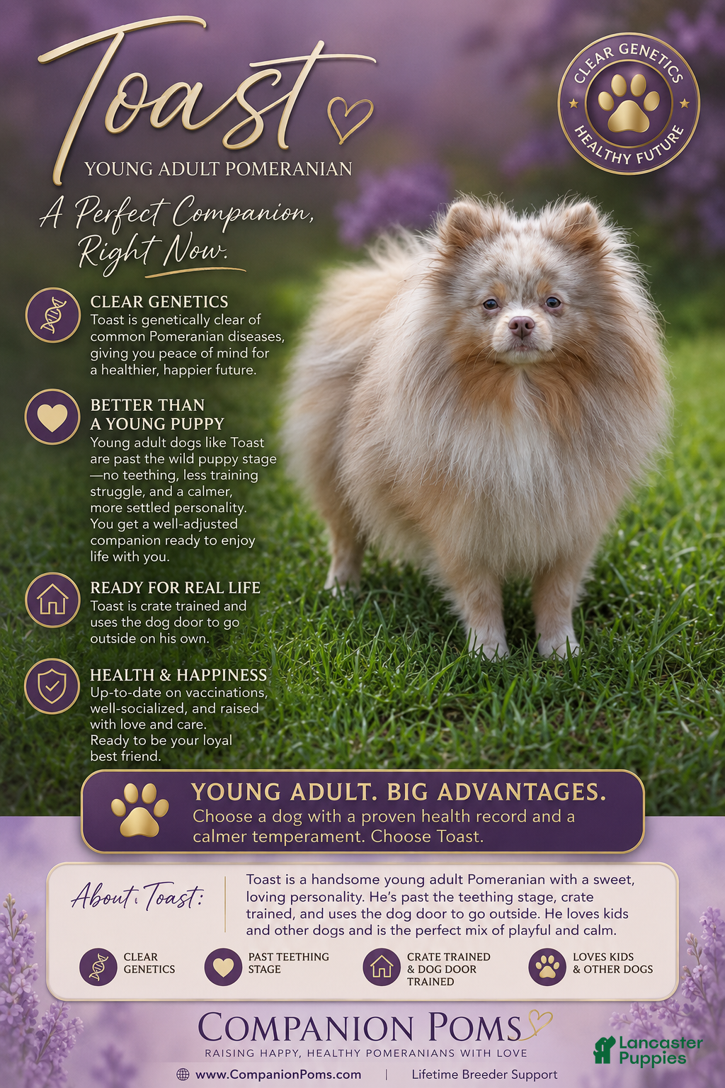 Pomeranian dogs Toast - Tri Lavender Merle - Ad 2
