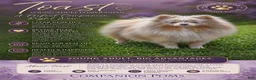 Pomeranian dogs for sale: Toast - Tri Lavender Merle - Ad 2