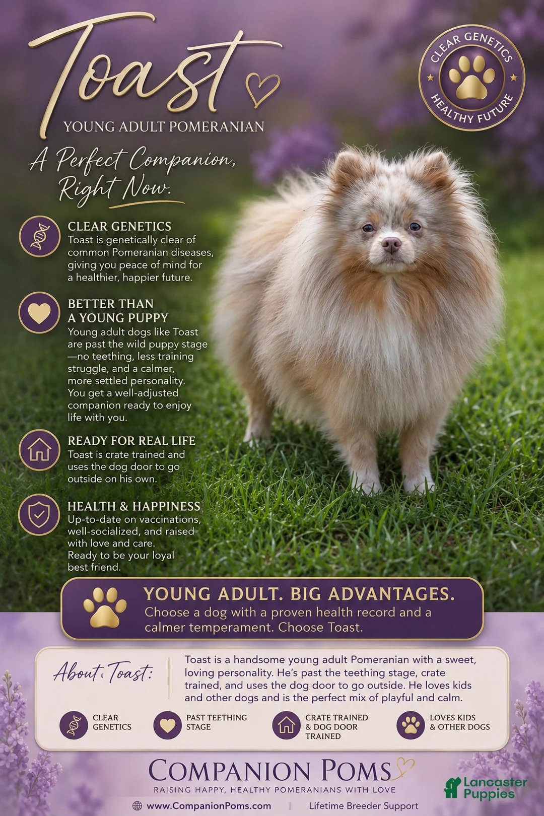 Pomeranian dogs for sale: Toast - Tri Lavender Merle - Ad 2