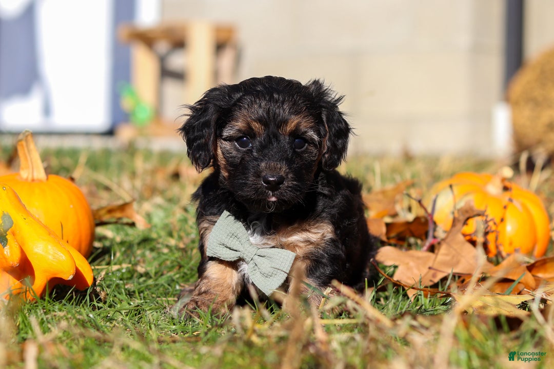 Yorkiepoo dogs for sale: Enzo - Ad 1
