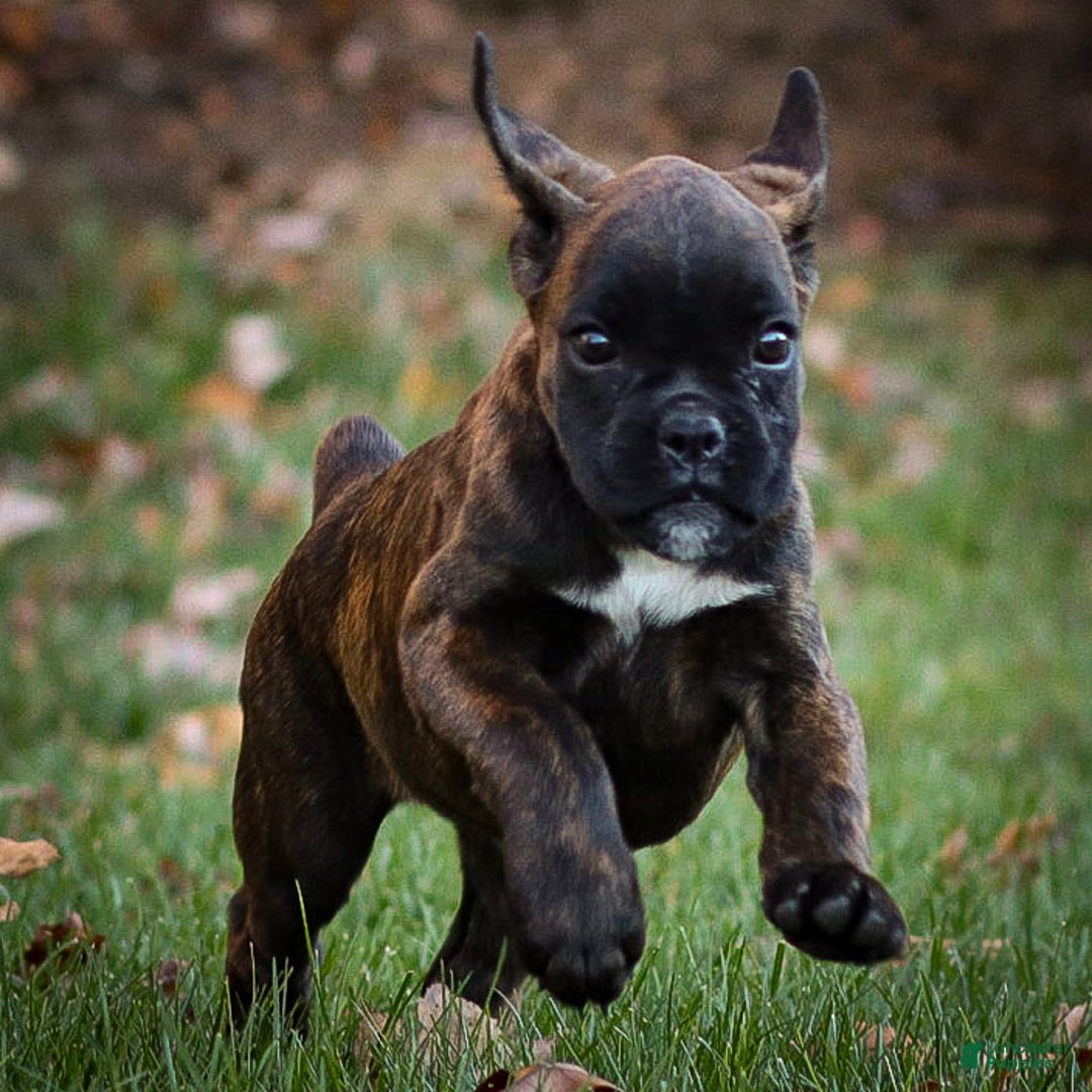 Boxer dogs for sale: Ginny - Ad 4