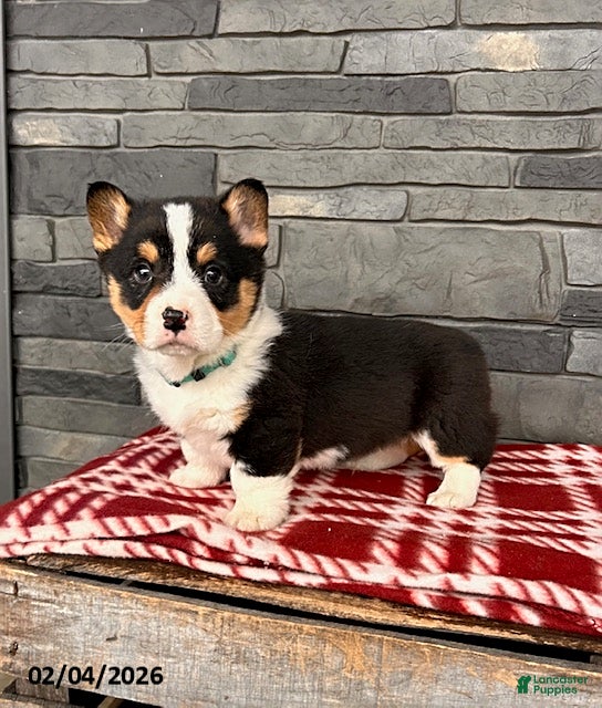 Welsh Corgi Pembroke dogs Duncan - Ad 2