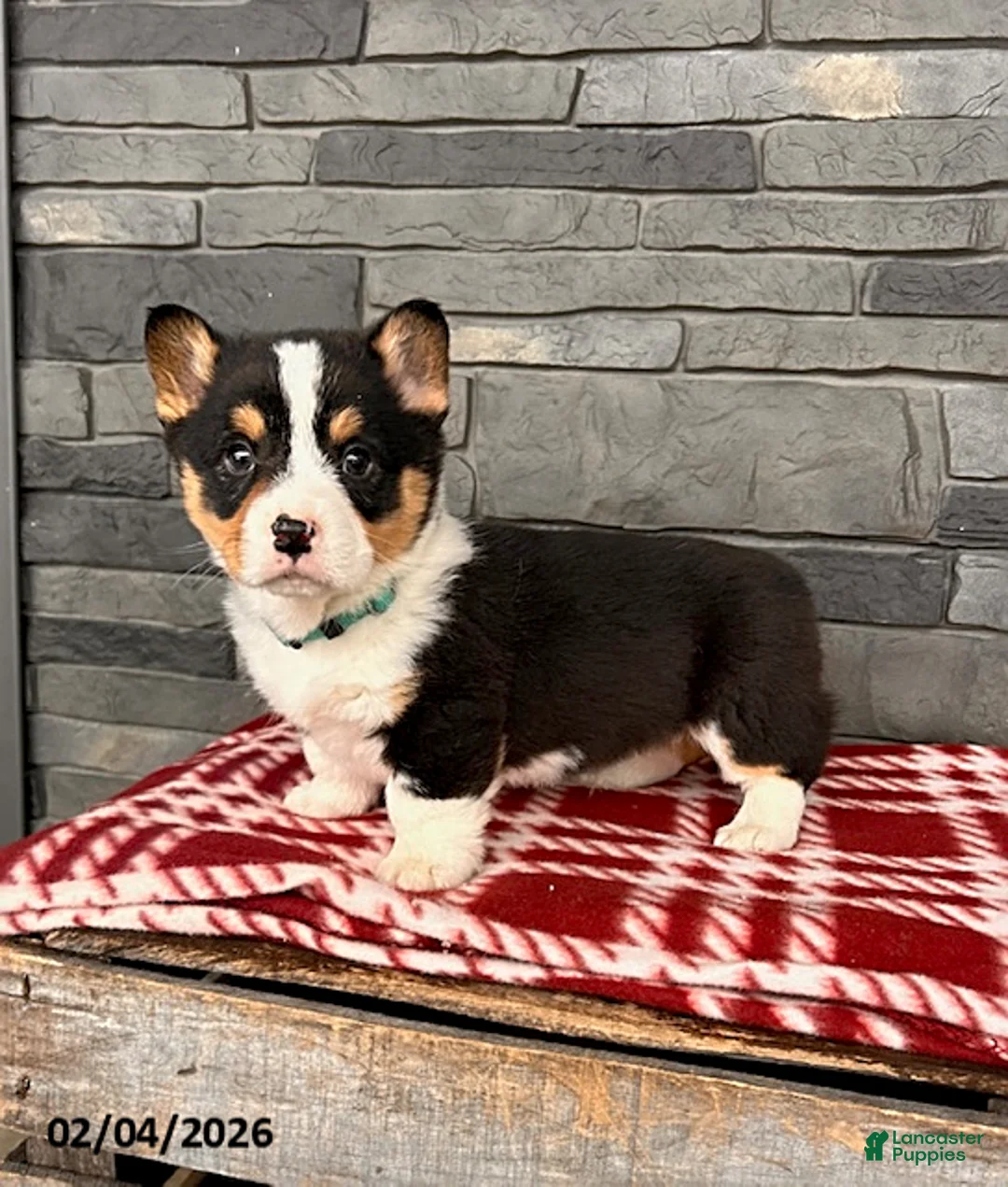 Welsh Corgi Pembroke dogs for sale: Duncan - Ad 2