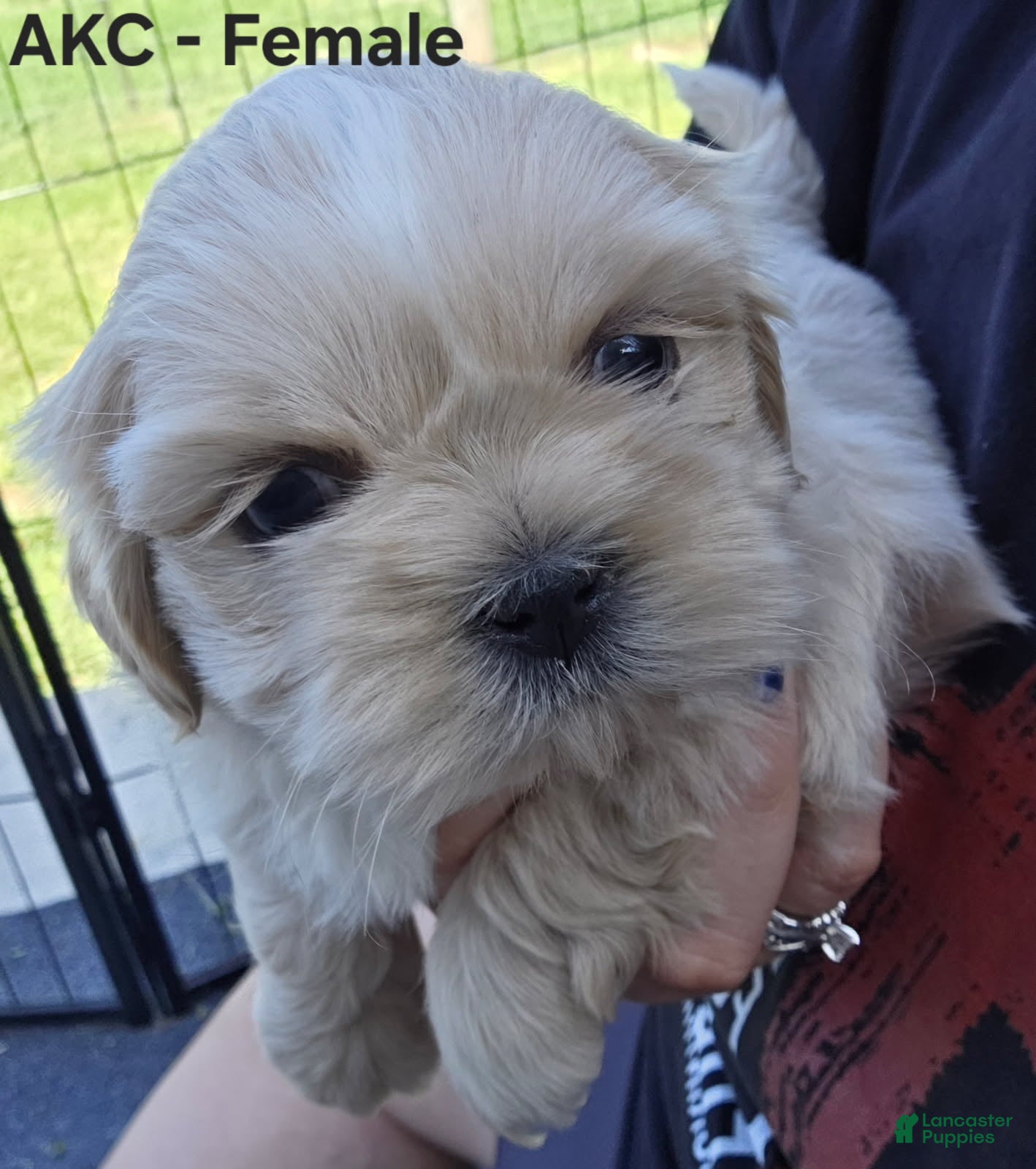 Shih Tzu dogs Shih Tzu Female - Ad 2