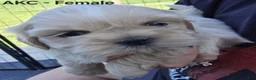 Shih Tzu dogs for sale: Shih Tzu Female - Ad 2