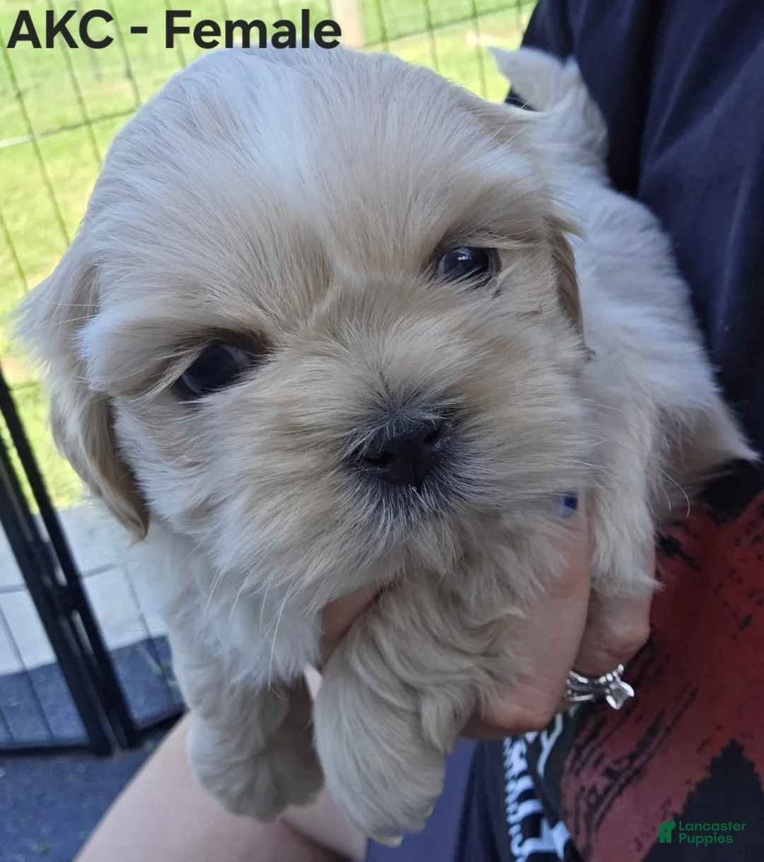 Shih Tzu dogs for sale: Shih Tzu Female - Ad 2