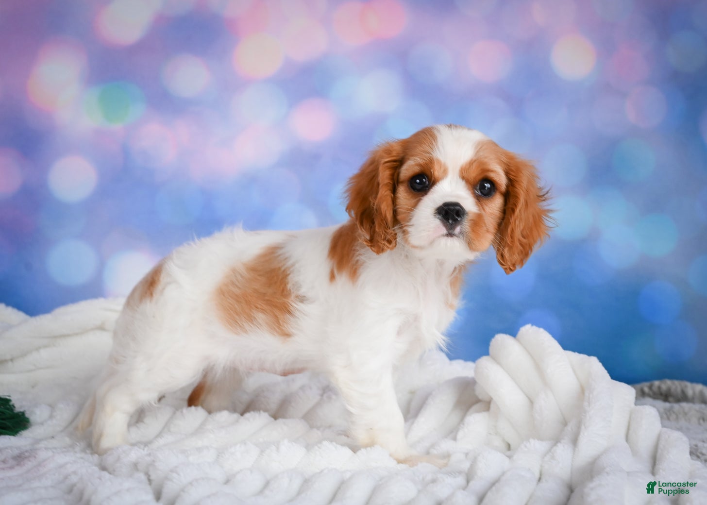 Cavalier King Charles Spaniel dogs Sasha - Ad 2