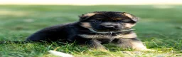 German Shepherd dogs for sale: Zeus - Ad 10