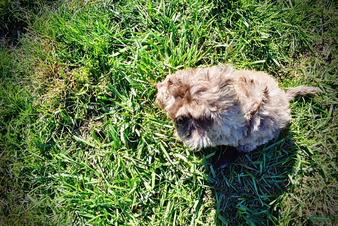 Havapoo dogs for sale: Indy - Ad 7