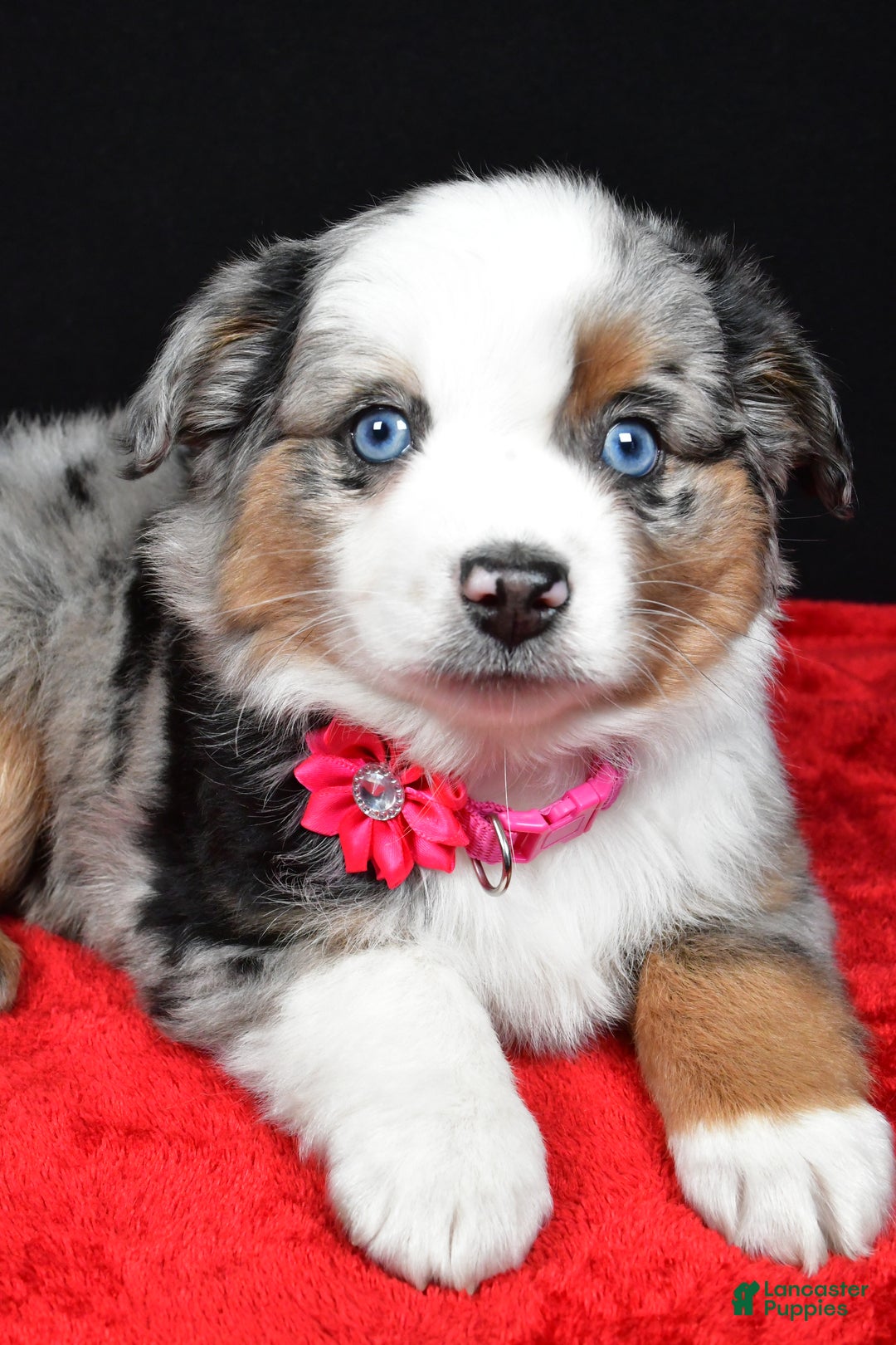 Miniature Australian Shepherd dogs for sale: Remi - Ad 9