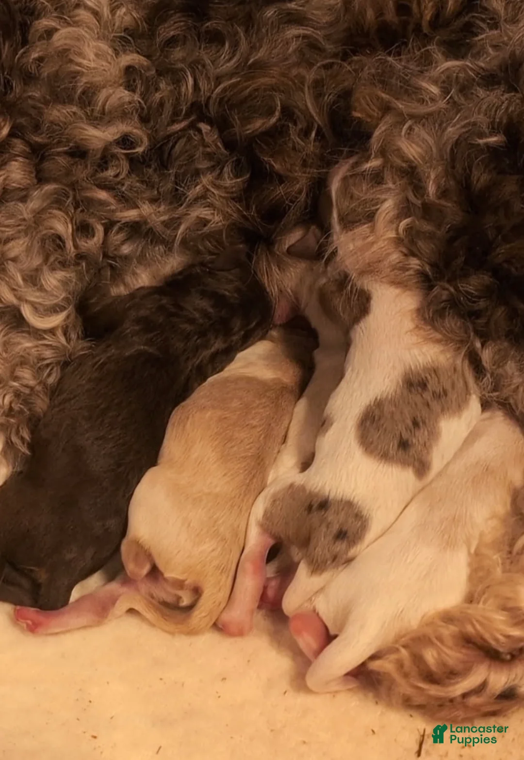 Labradoodle dogs for sale: Labradoodle 1 - Ad 2