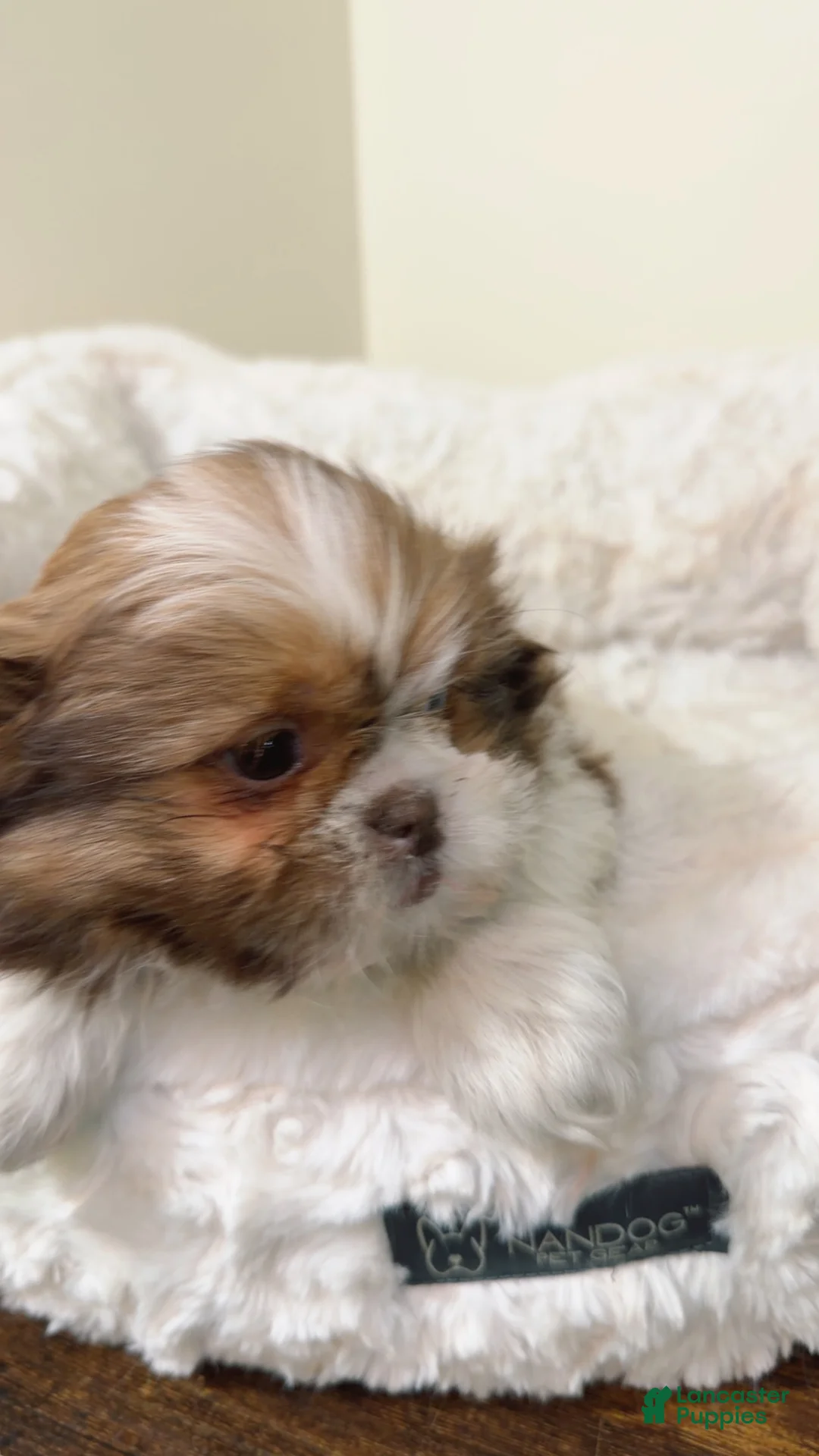 Shih Tzu dogs for sale: Brownie - Ad 2