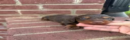 Miniature Dachshund dogs for sale: Abbie  - Ad 2