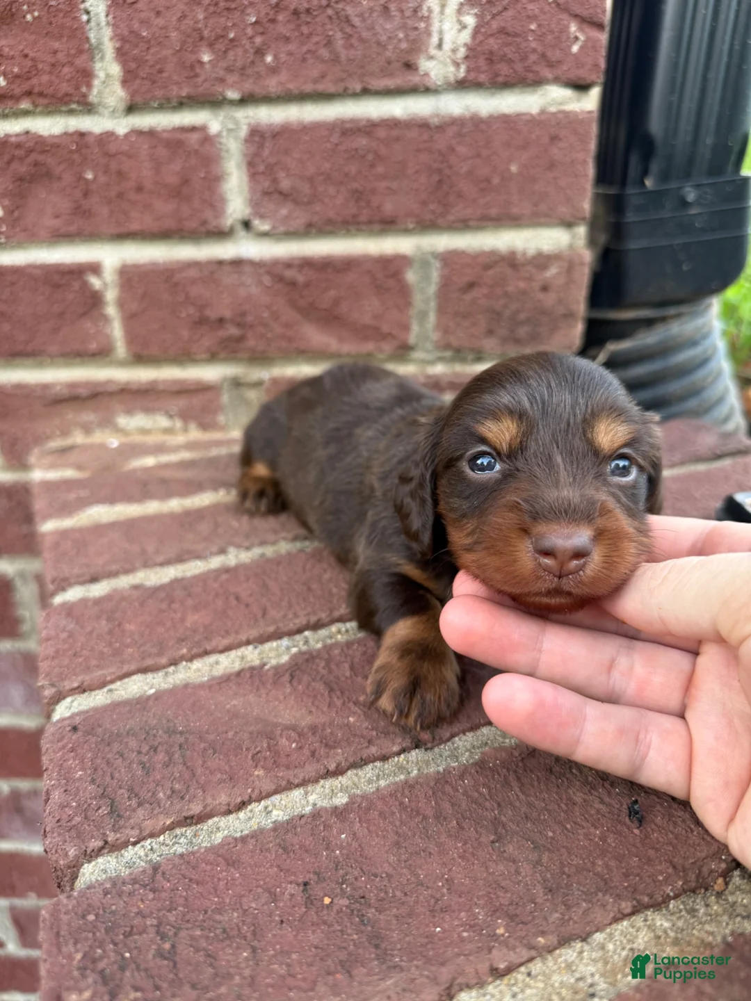 Miniature Dachshund dogs for sale: Abbie  - Ad 2