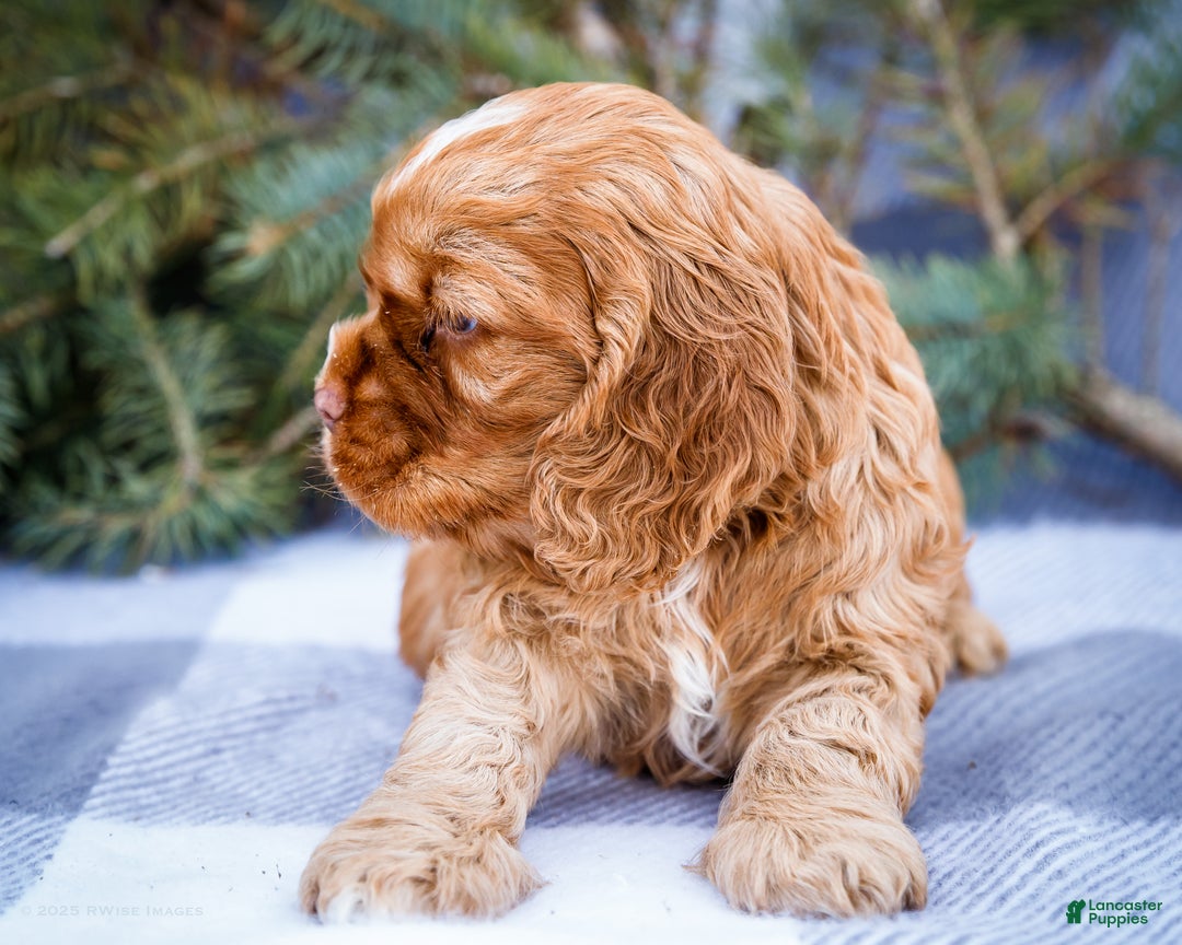 Cocker Spaniel dogs for sale: Tony - Ad 5