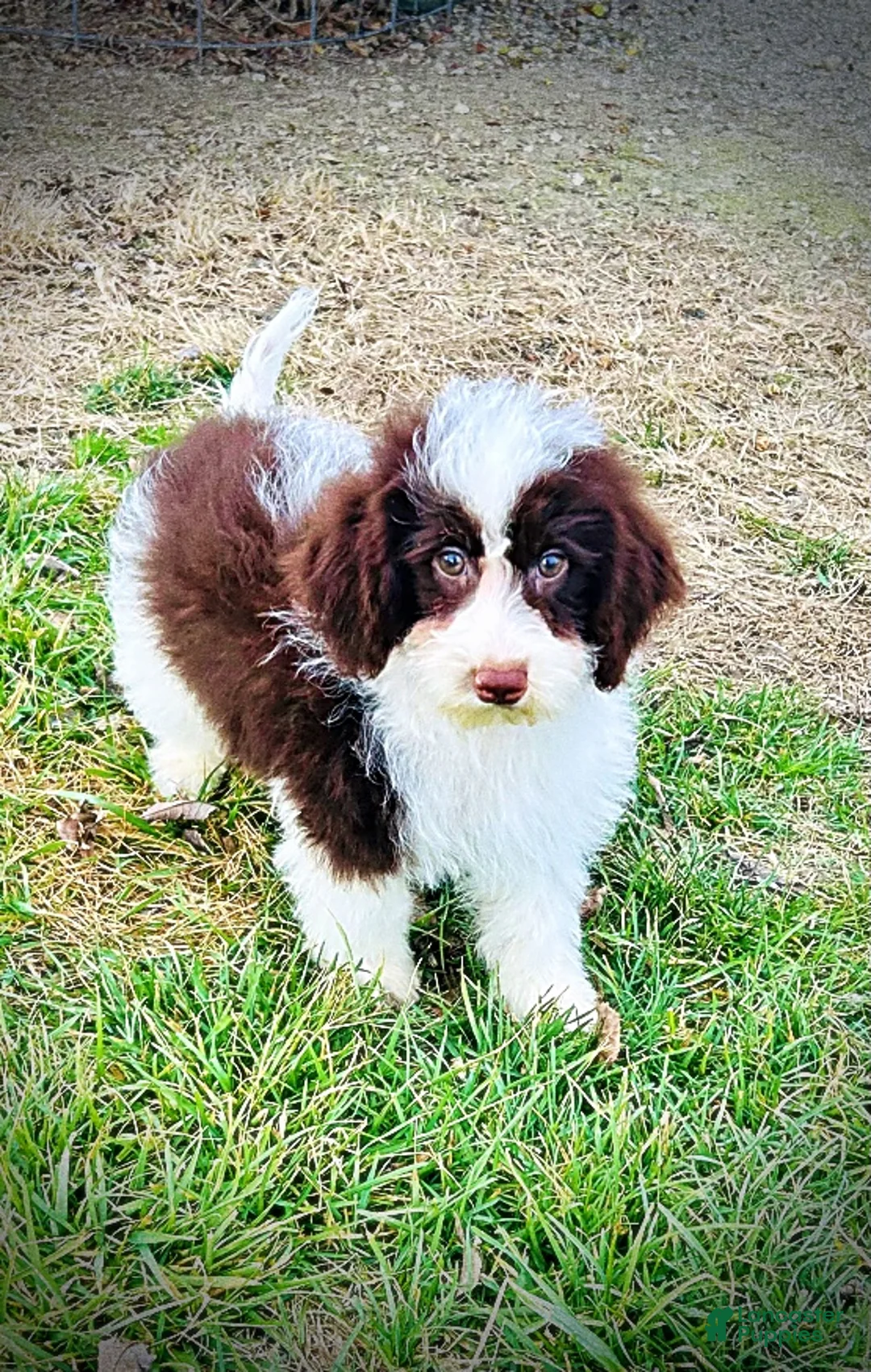 Havapoo dogs for sale: Simba - Ad 13