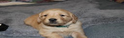 Golden Retriever dogs for sale: Farrah - Ad 8