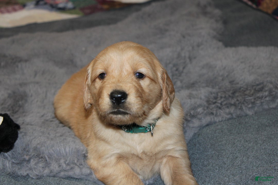 Golden Retriever dogs for sale: Farrah - Ad 8