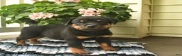 Rottweiler dogs for sale: Marshall  - Ad 1