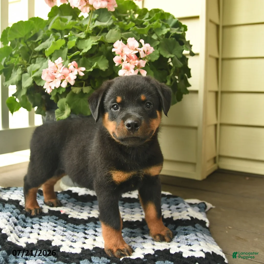Rottweiler dogs for sale: Marshall  - Ad 1