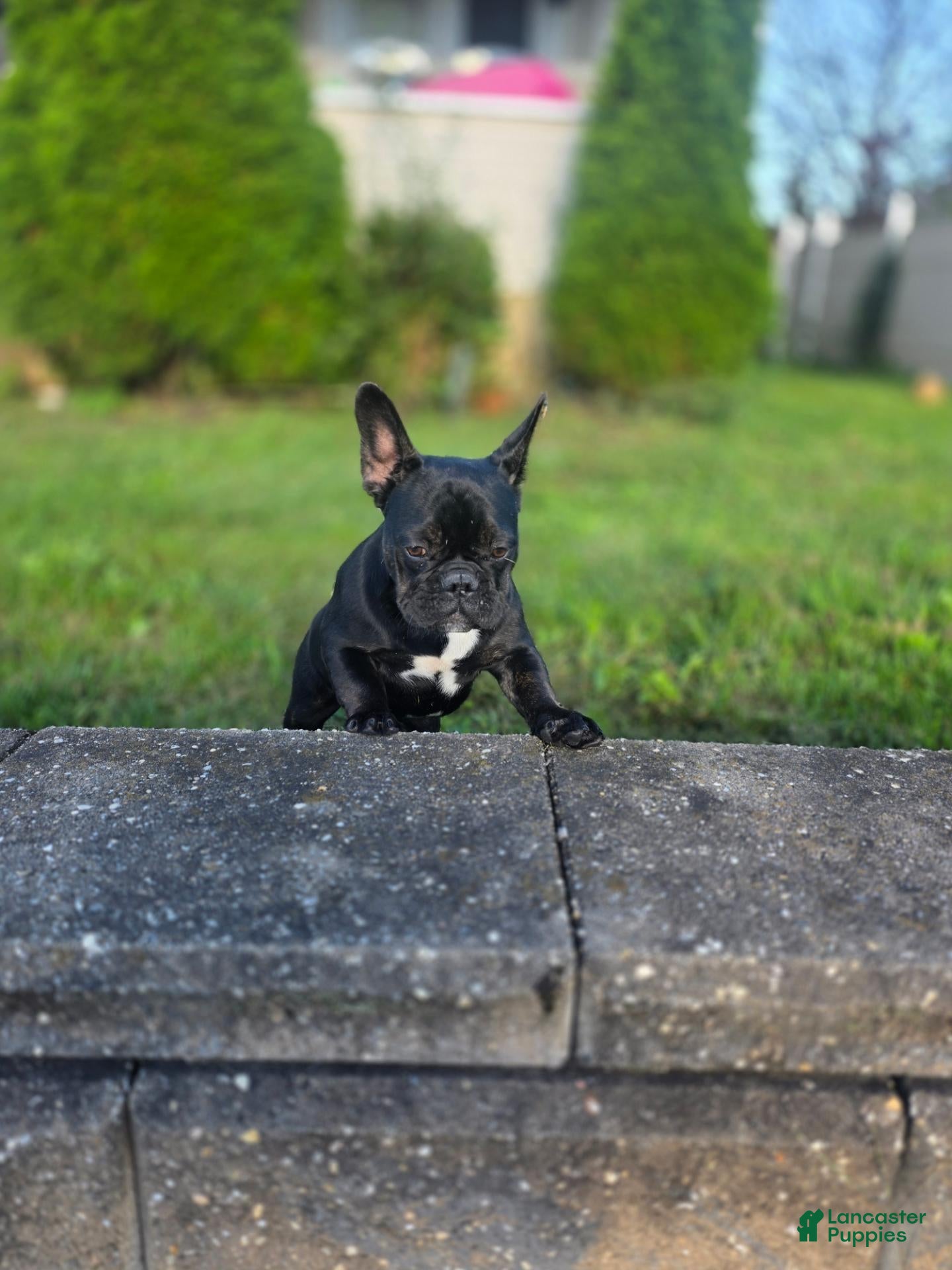 French Bulldog dogs for sale: Midnight - Ad 3
