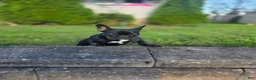 French Bulldog dogs for sale: Midnight - Ad 1