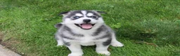 Siberian Husky dogs for sale: Diesel - Ad 6