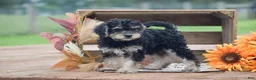 Toy Poodle dogs for sale: Caroline - Ad 5
