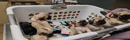 Pug dogs for sale: Purple - Ad 9