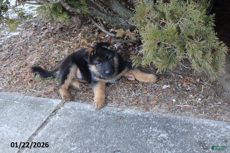 German Shepherd dogs Rocket - Ad 16