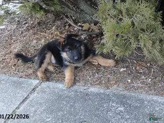 German Shepherd dogs Rocket - Ad 42