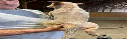 Australian Cattle Dog dogs for sale: Debbie - Ad 3
