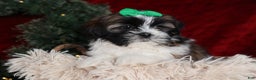 Shih Tzu dogs for sale: Pepper - Ad 16