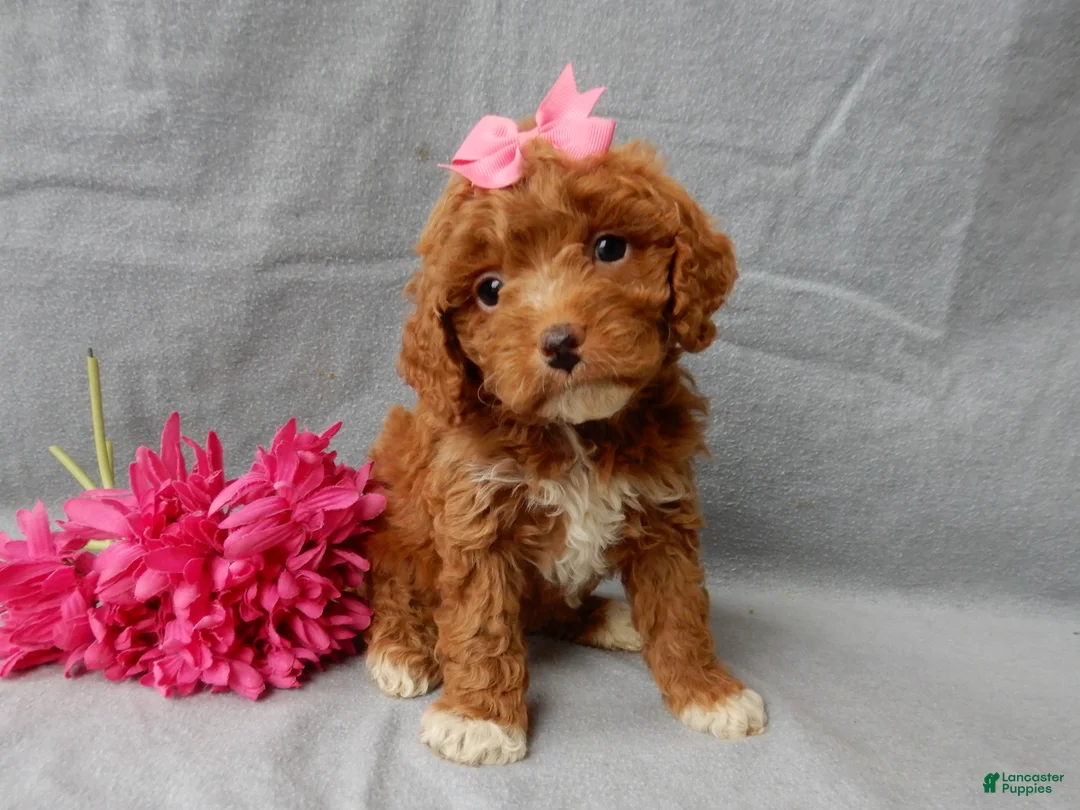 Cavapoo dogs for sale: Eliza - Ad 2