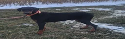 Doberman Pinscher dogs for sale: Buster - Ad 8