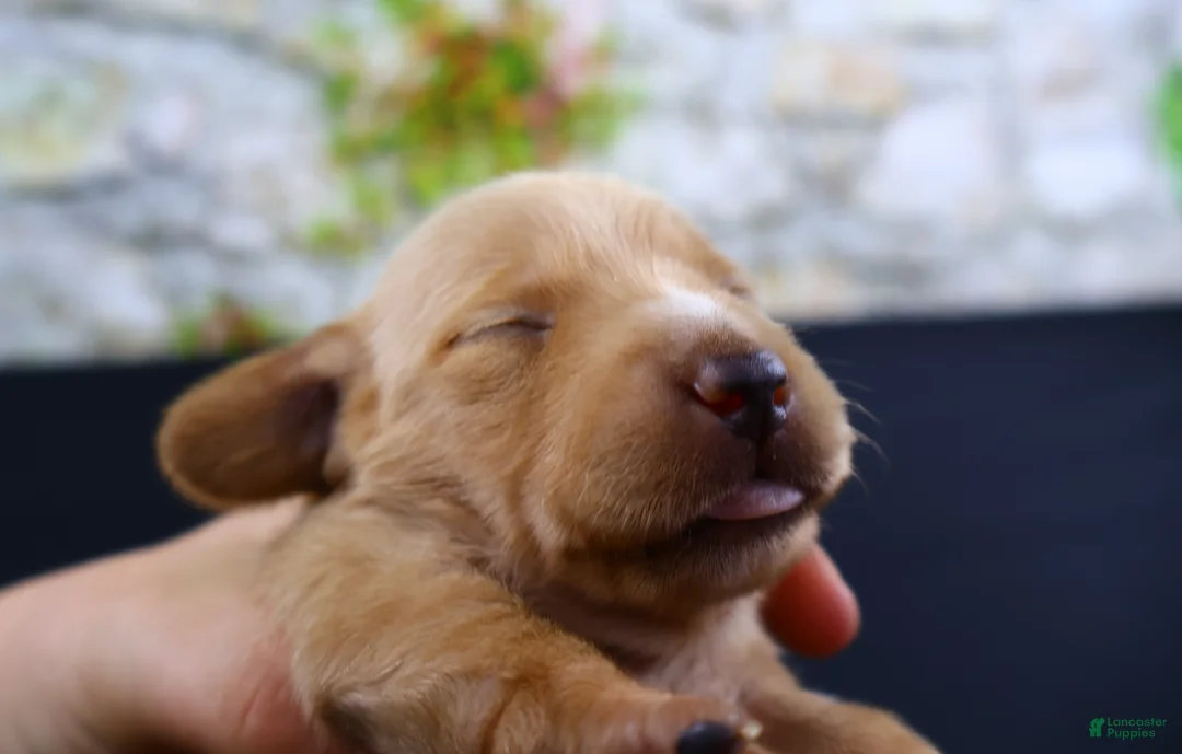 Miniature Dachshund dogs for sale: Miniature Dachshund Puppy 5 - Ad 1