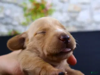 Miniature Dachshund dogs for sale: Miniature Dachshund Puppy 5 - Ad 4