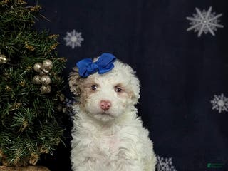 Mini Bernedoodle dogs Becca Hypoallergenic Ready for Christmas - Ad 23