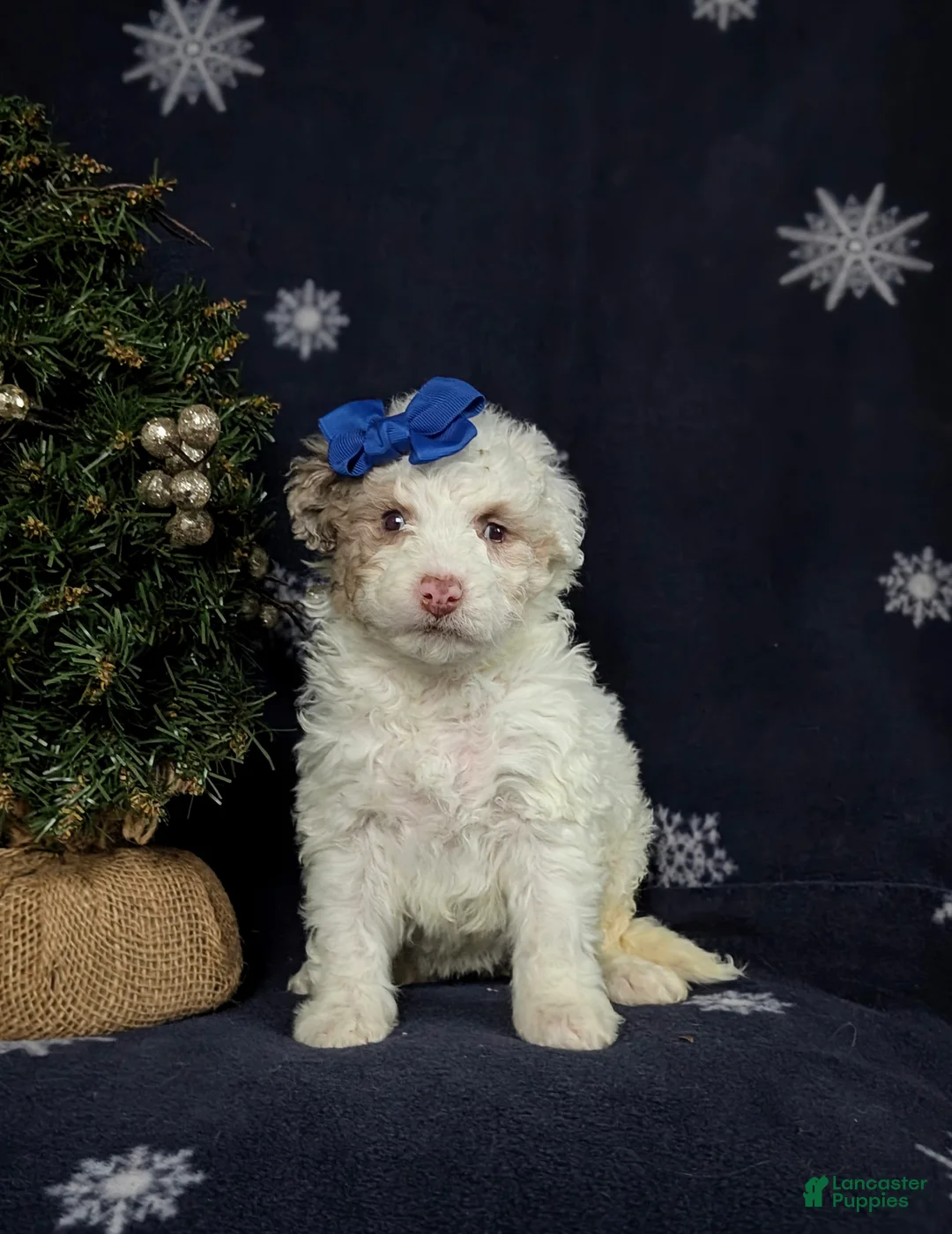 Mini Bernedoodle dogs for sale: Armondo Hypoallergenic  - Ad 9