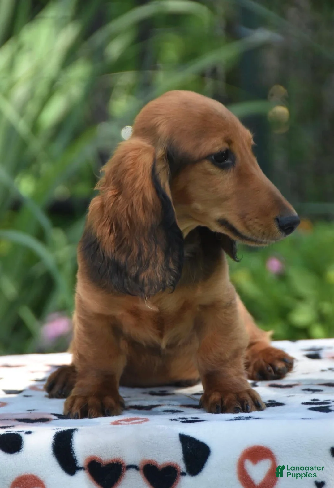 Dachshund dogs for sale: Patey - Ad 2