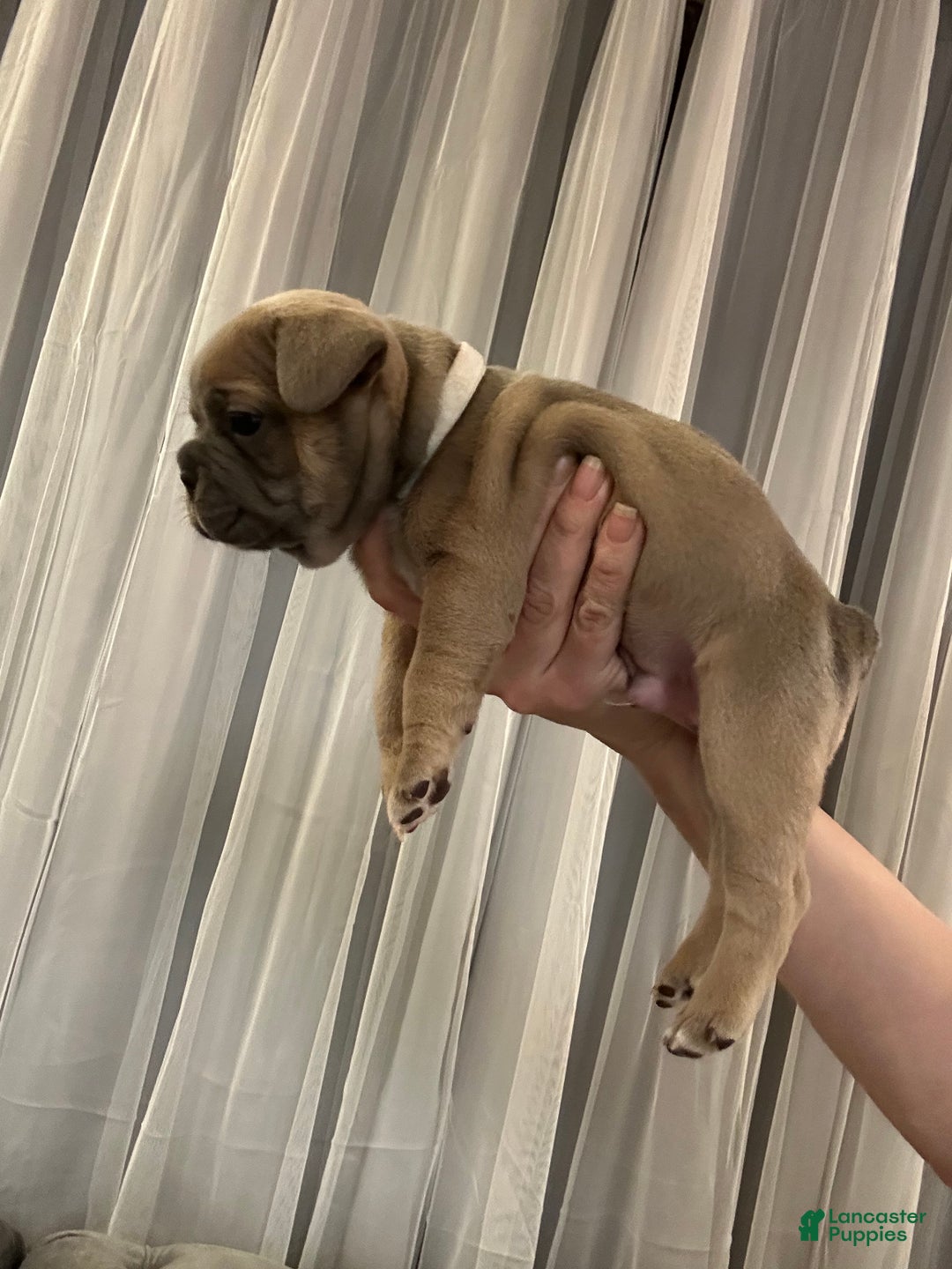 French Bulldog dogs for sale: Hugo - Ad 4
