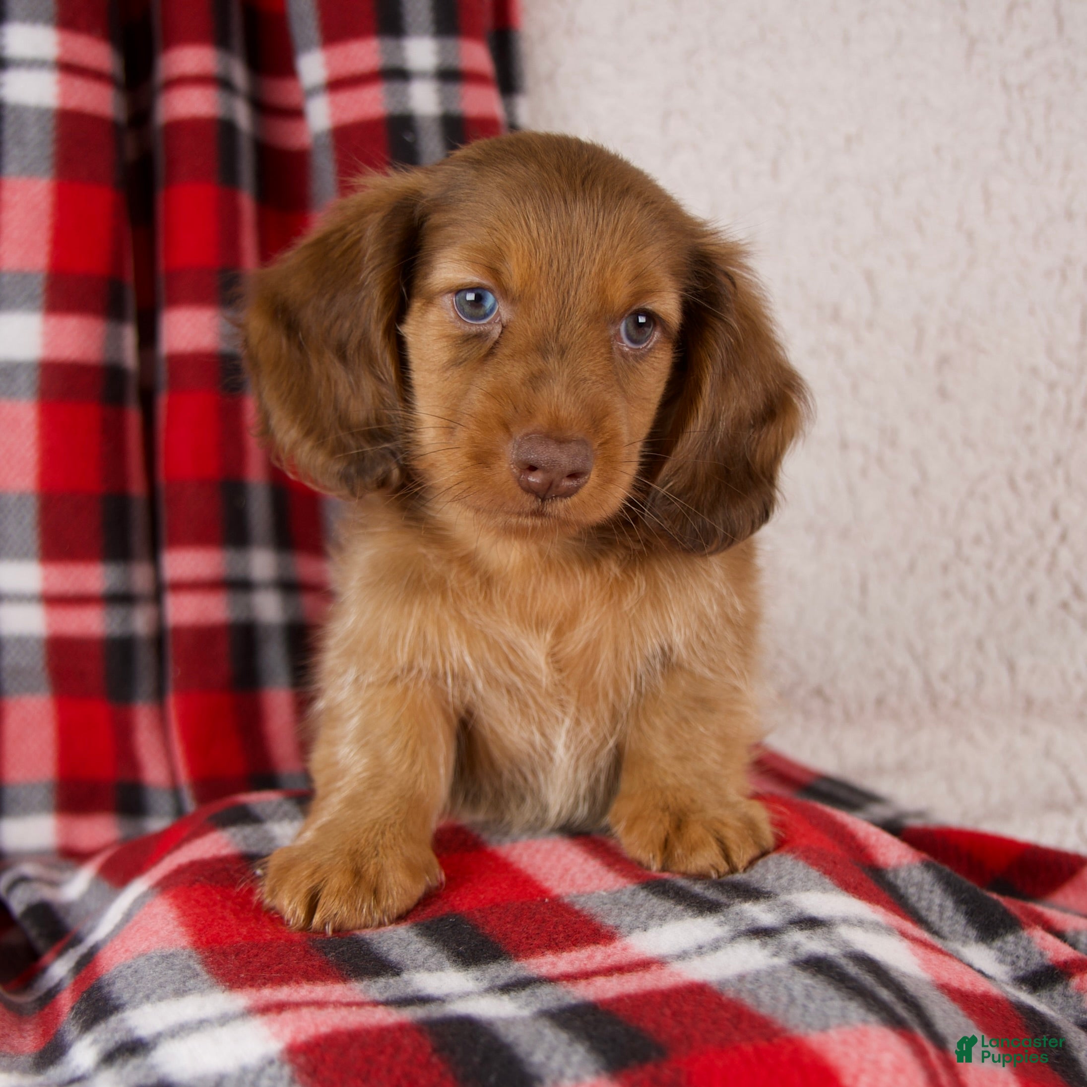 Dachshund dogs Evan - Ad 1