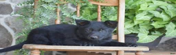 German Shepherd dogs for sale: Morgan - Ad 3