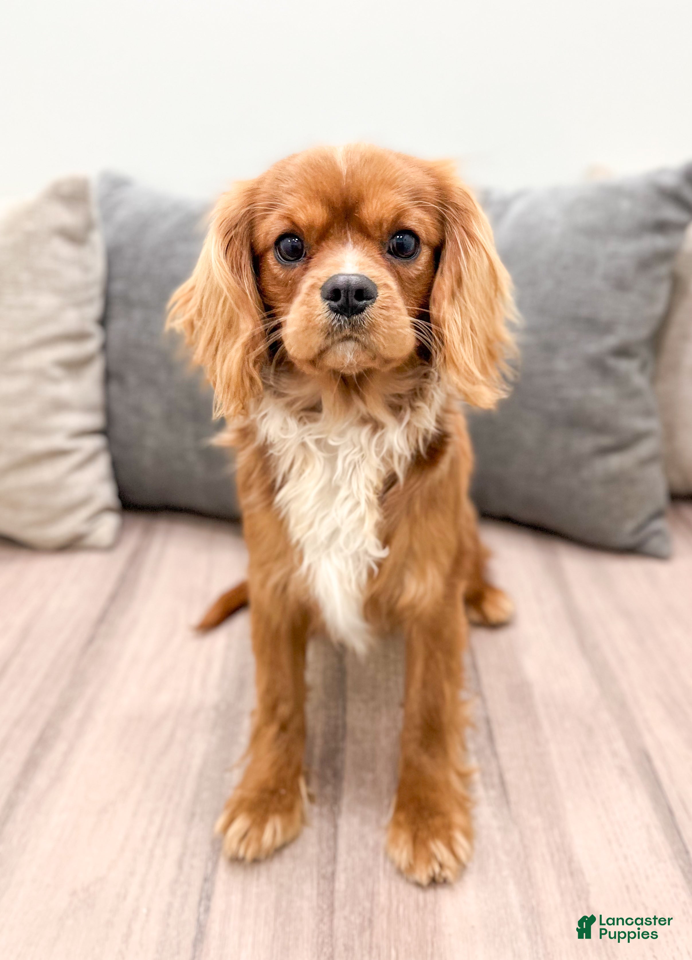 Cavalier King Charles Spaniel dogs Cooper - Ad 6