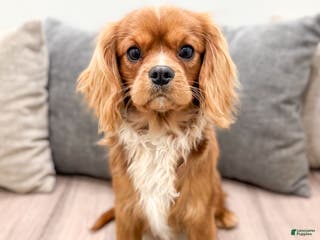 Cavalier King Charles Spaniel dogs Cooper - Ad 6