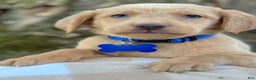 Labrador Retriever dogs for sale: Labrador Retriever Puppy 2 - Ad 14