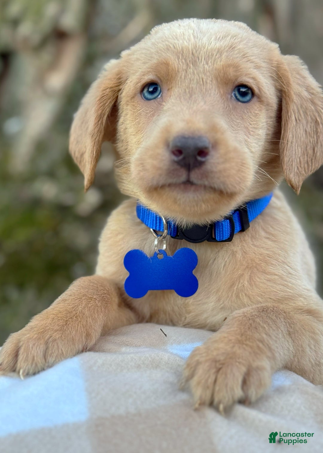 Labrador Retriever dogs for sale: Labrador Retriever Puppy 2 - Ad 14