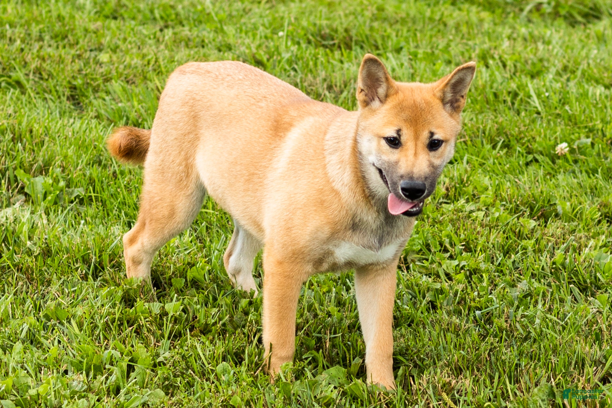 Shiba Inu dogs Jake - Ad 26