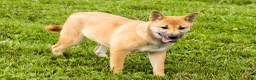 Shiba Inu dogs for sale: Jake - Ad 1