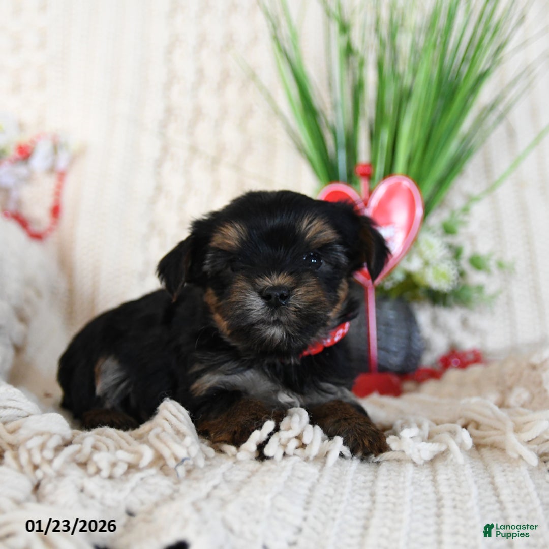 Yorkshire Terrier dogs for sale: Trixy - Ad 3